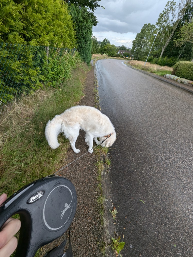 Noah på promenad