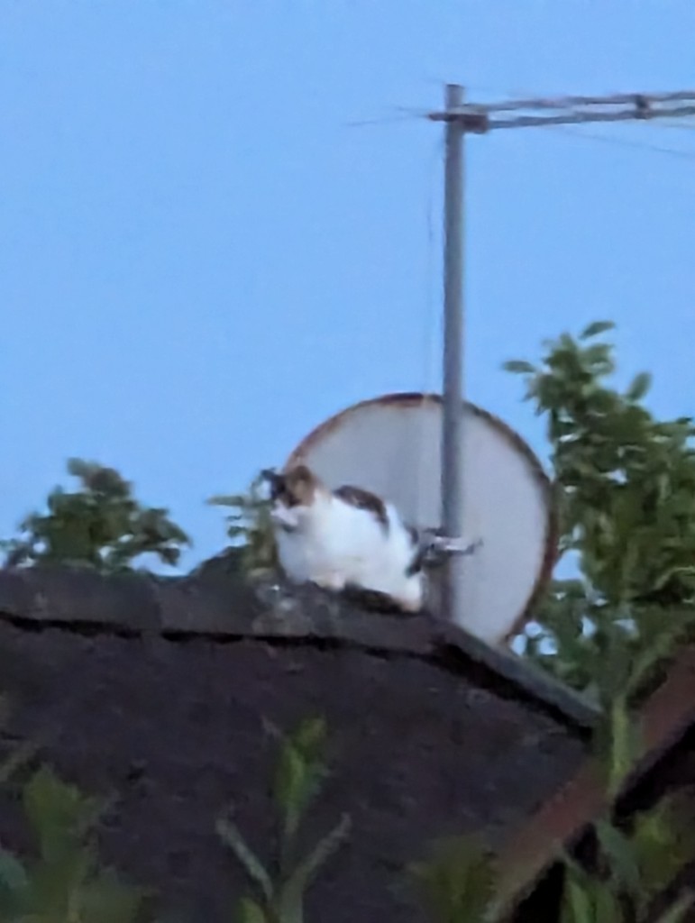 Galen katt på grannens tak när vi satt på altanen