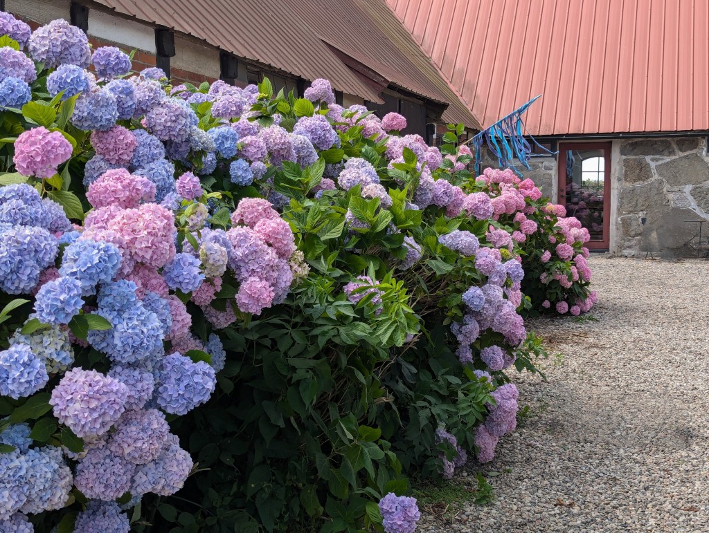 Blommor som du gillar